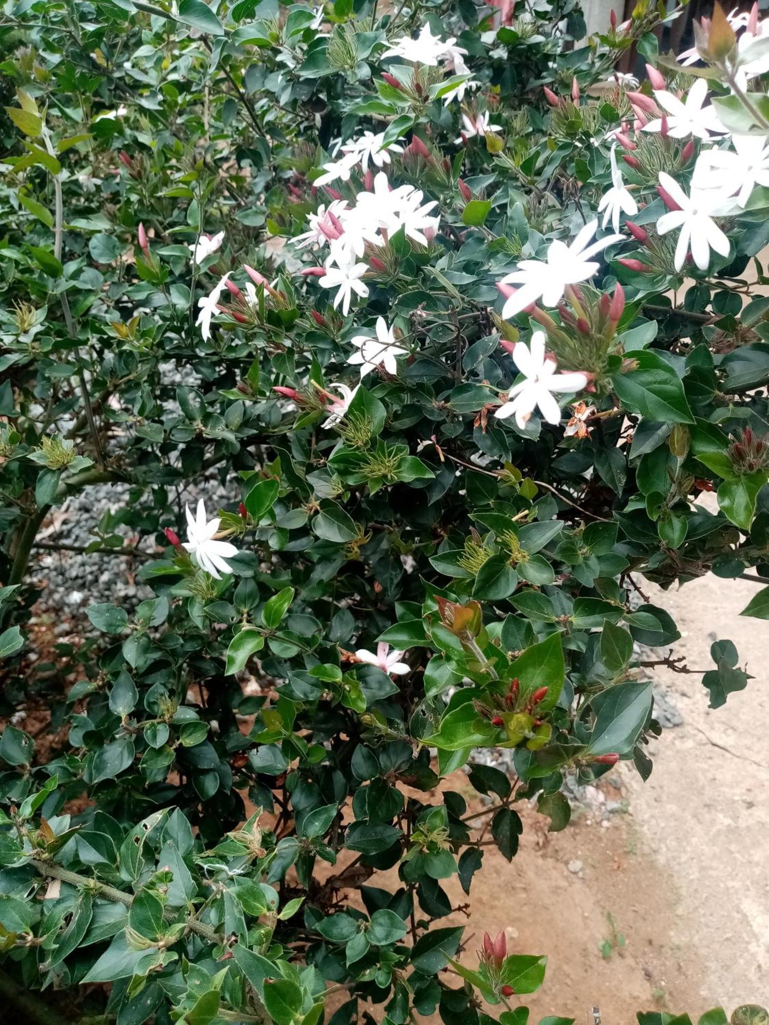 Apurvi Homestay Ella Εξωτερικό φωτογραφία